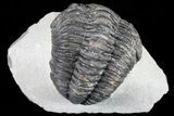 Bargain, Pedinopariops Trilobite - Mrakib, Morocco #80955-1